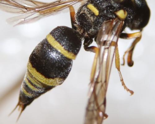 Stenodynerus fastidiosissimus fastidiosissimus